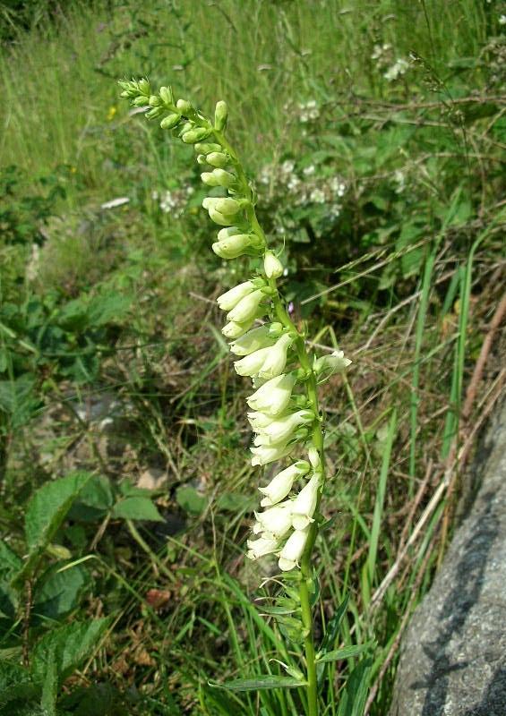 Digitalis lutea / Digitale gialla piccola